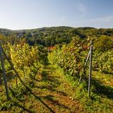 Zdjęcie przedstawia krzewy winorośli w winnicy Zadorarosnące w rzędach. Każdy z rzędów to dojrzewające w słońcu winogrona. W tle widoczne charakterystyczne widoki dla polskiej wsi. Budynki lasy oraz pola uprawne.