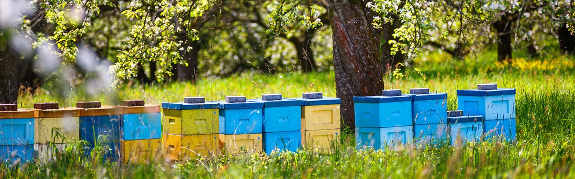 Pszczelarstwo, jako element lokalnej kultury Beskidu