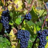 Kiście ciemnoniebieskich winogron na krzaczkach w Winnicy Goja.